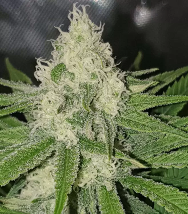 Amnesia Haze - Imagem 4