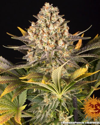 BANANA PUNCH - Imagem 2