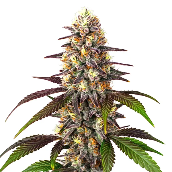 Blueberry Mazar Auto - Imagem 3