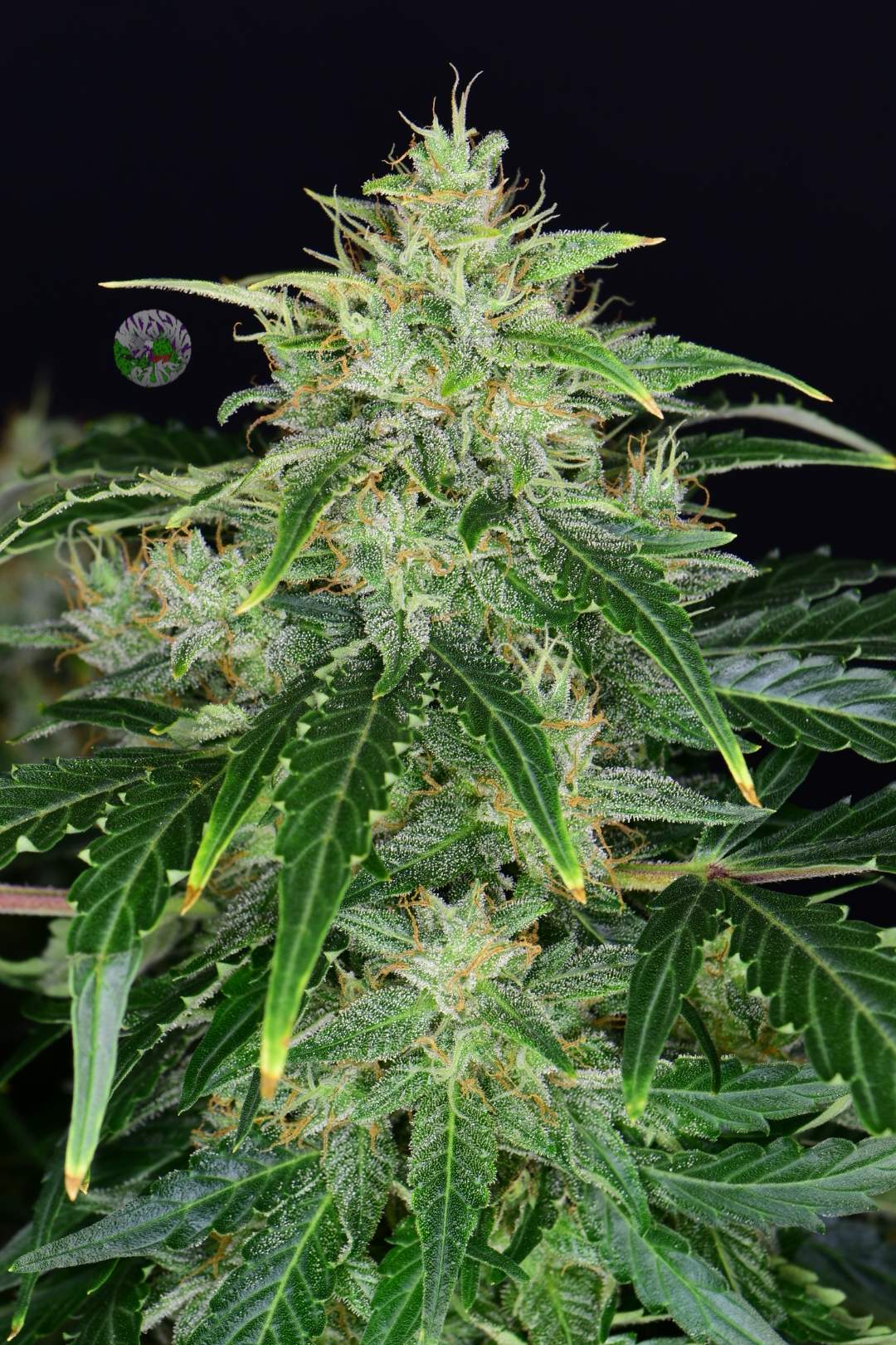 CBD Auto 20:1 - Imagem 2