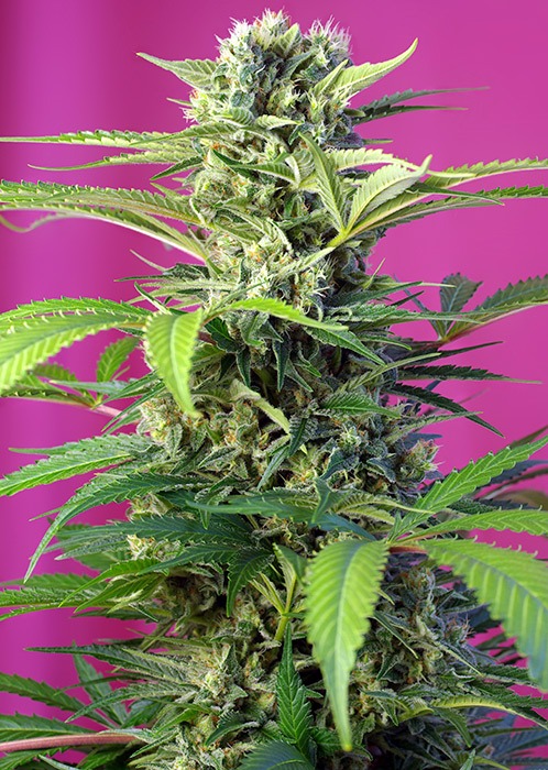 Sweet Chem Beyond Diesel® C.B.D. - Imagem 2