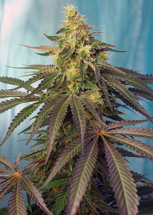 Sweet Cream Caramel CBD - Imagem 2