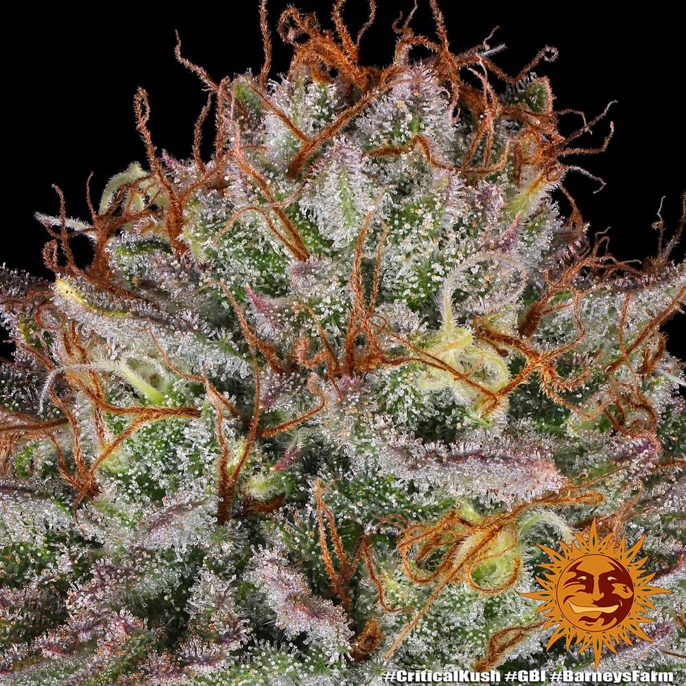Critical Kush - Imagem 3