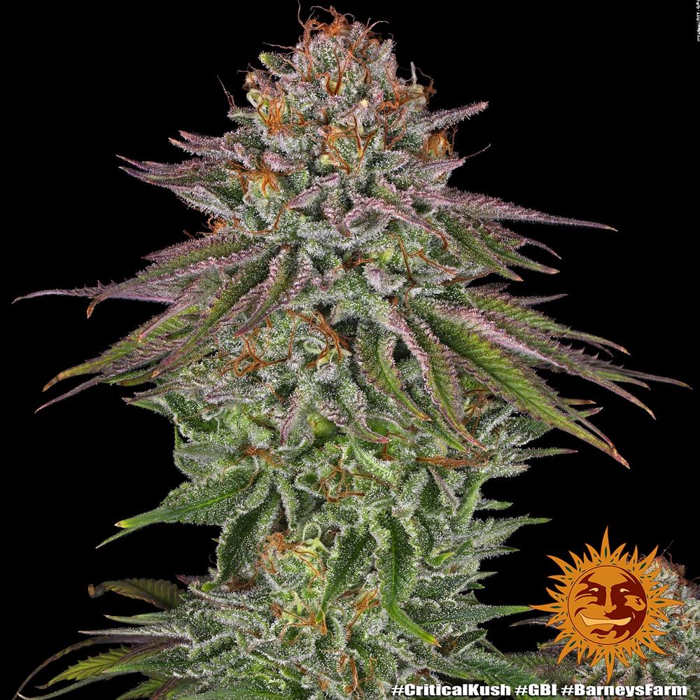 Critical Kush - Imagem 2