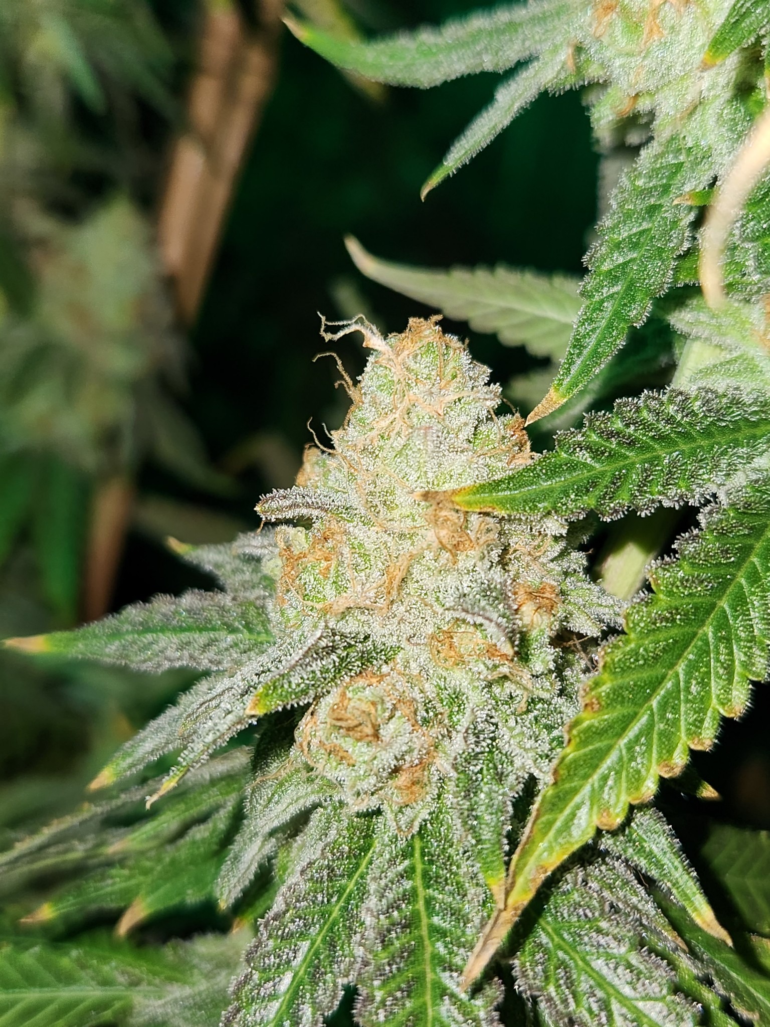 Cherry Punch - Imagem 3