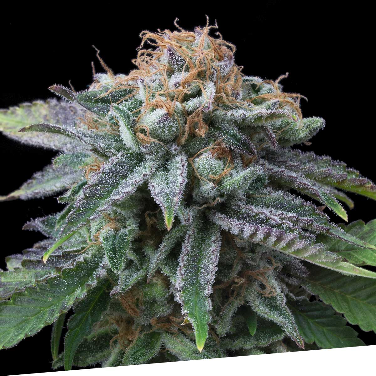 Cherry Punch - Imagem 2