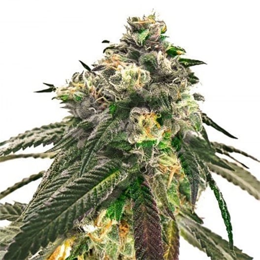 Critical FastBud Auto - Imagem 3