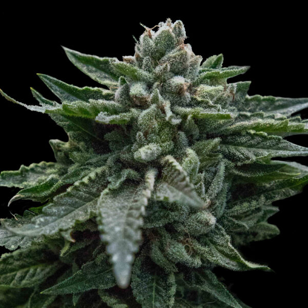 Double Dipped Strawberry - Imagem 2