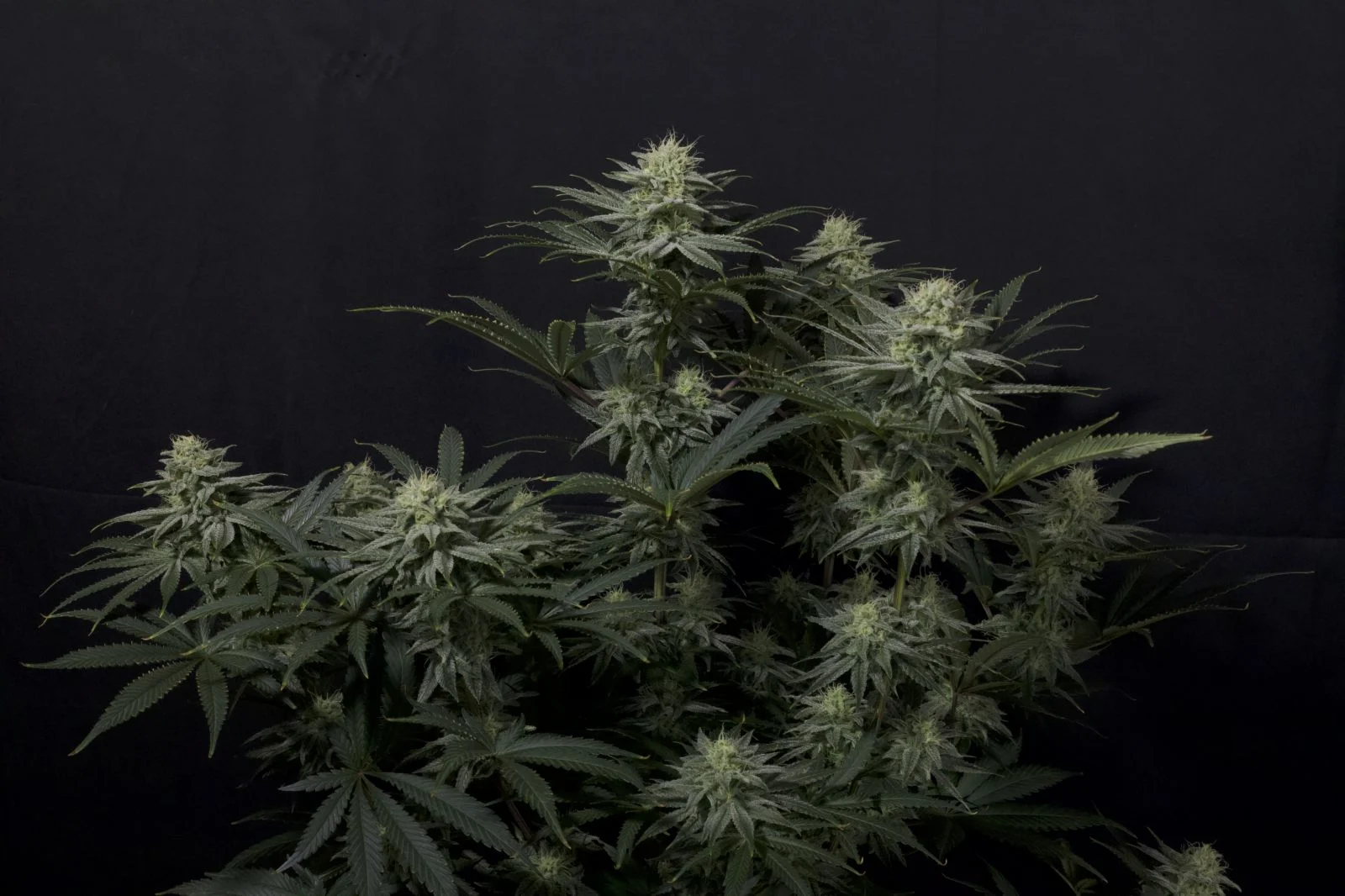 GG 4 Sherbet Faster Flowering - Imagem 3