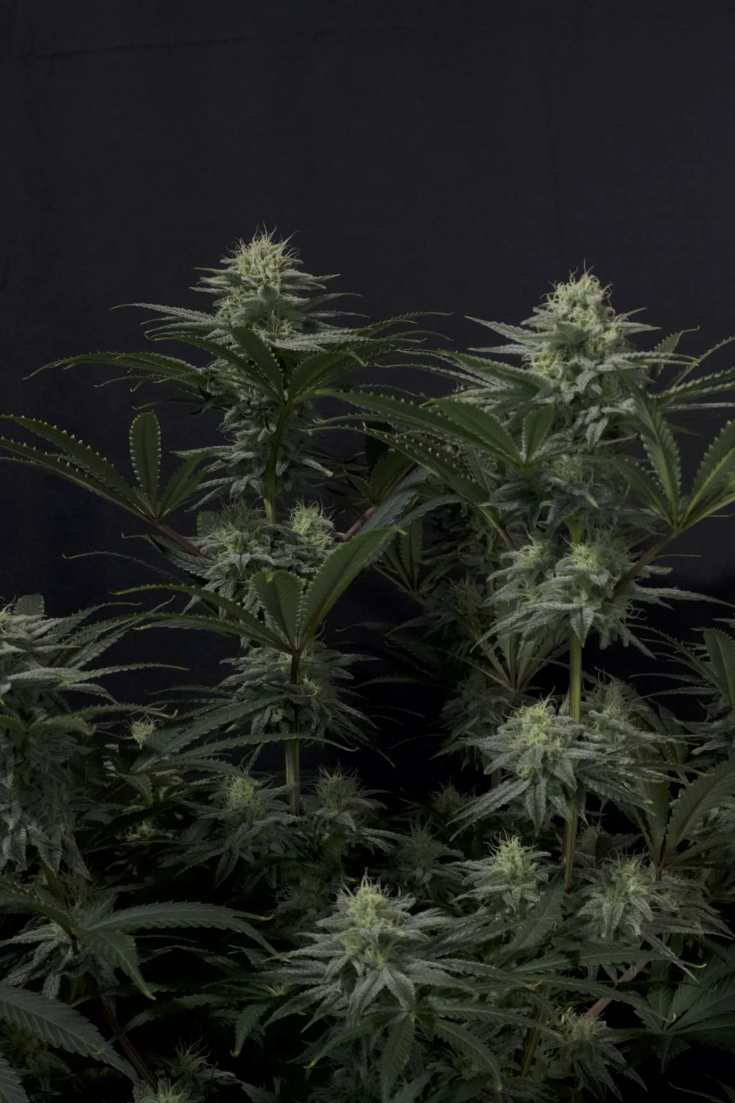 GG 4 Sherbet Faster Flowering - Imagem 4