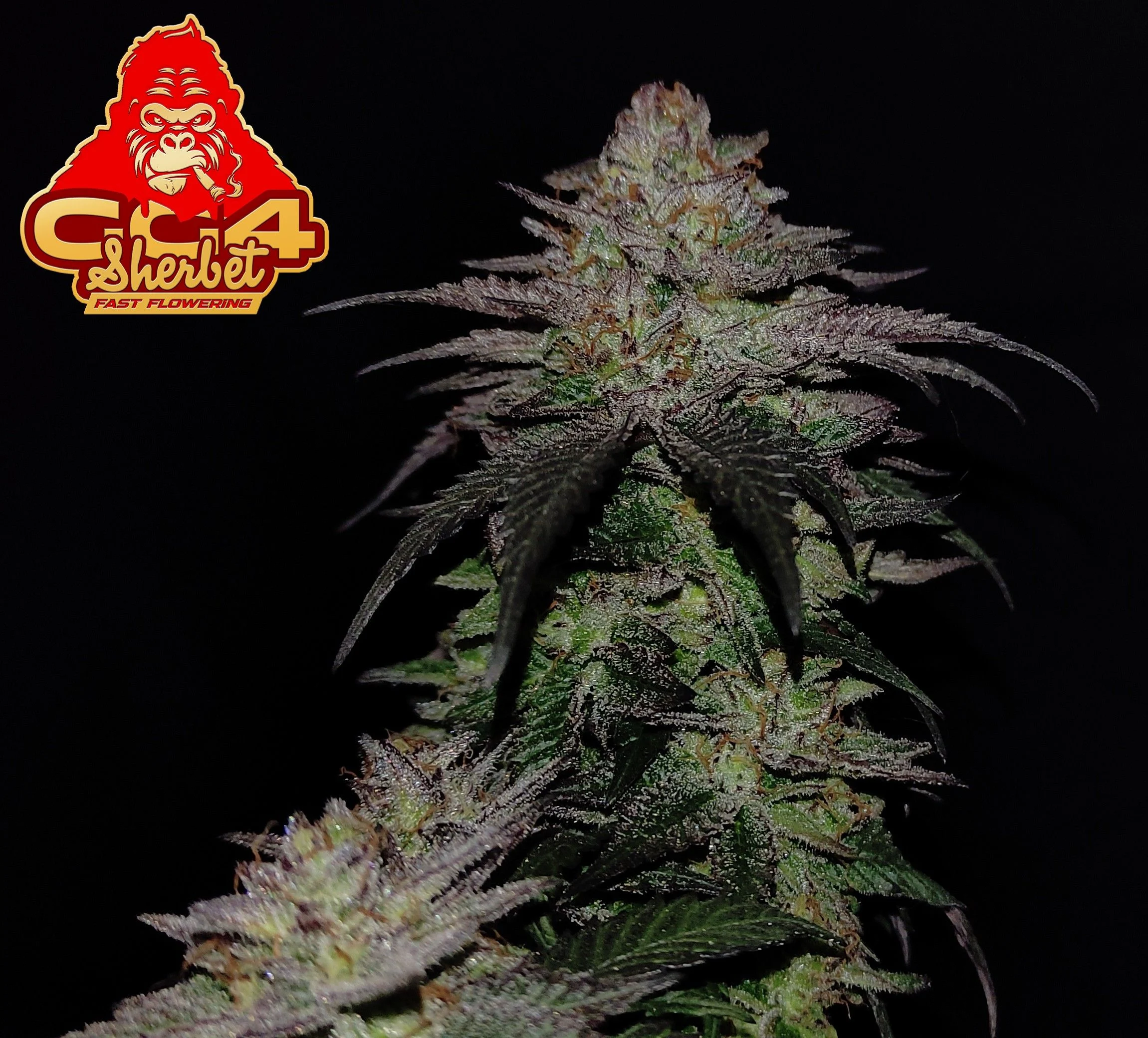 GG 4 Sherbet Faster Flowering - Imagem 5