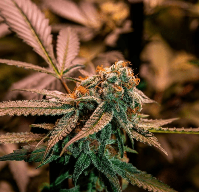 Gary Rainbow Road - Imagem 4