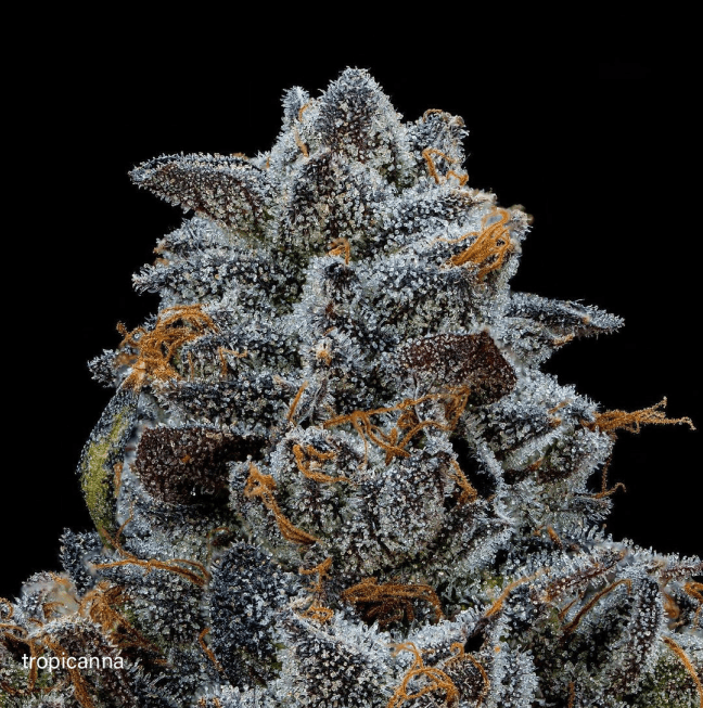 Gary Rainbow Road Auto - Imagem 4