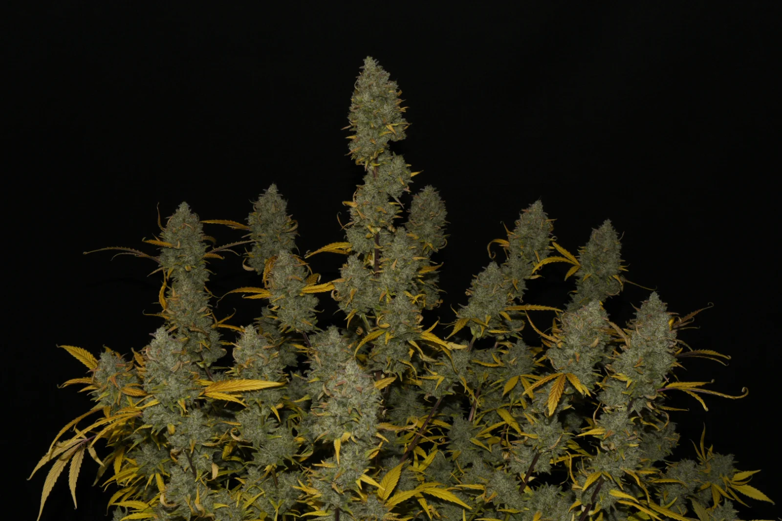 Gelato Auto - Imagem 4