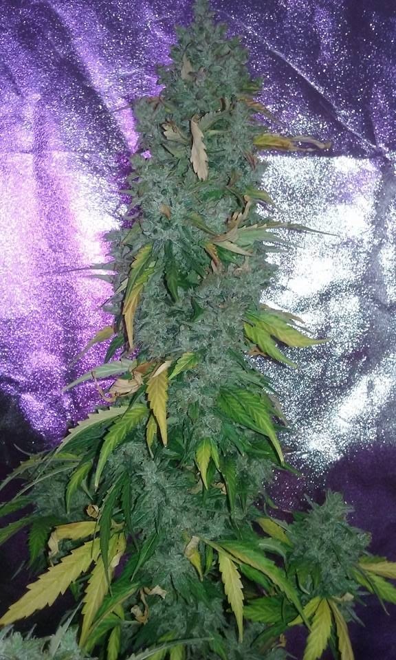 Gorilla Auto - Imagem 2