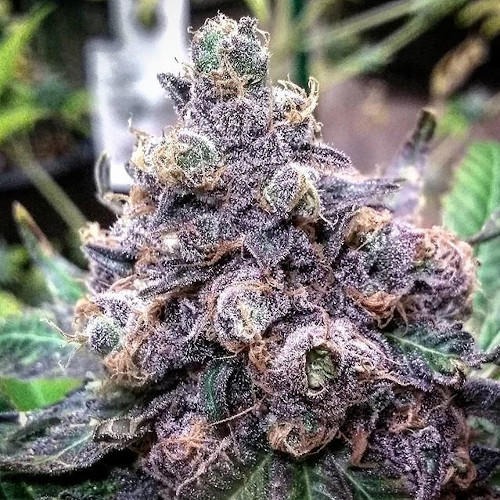 Grandaddy Purple - Imagem 4