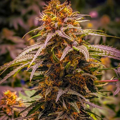 Grandaddy Purple - Imagem 3