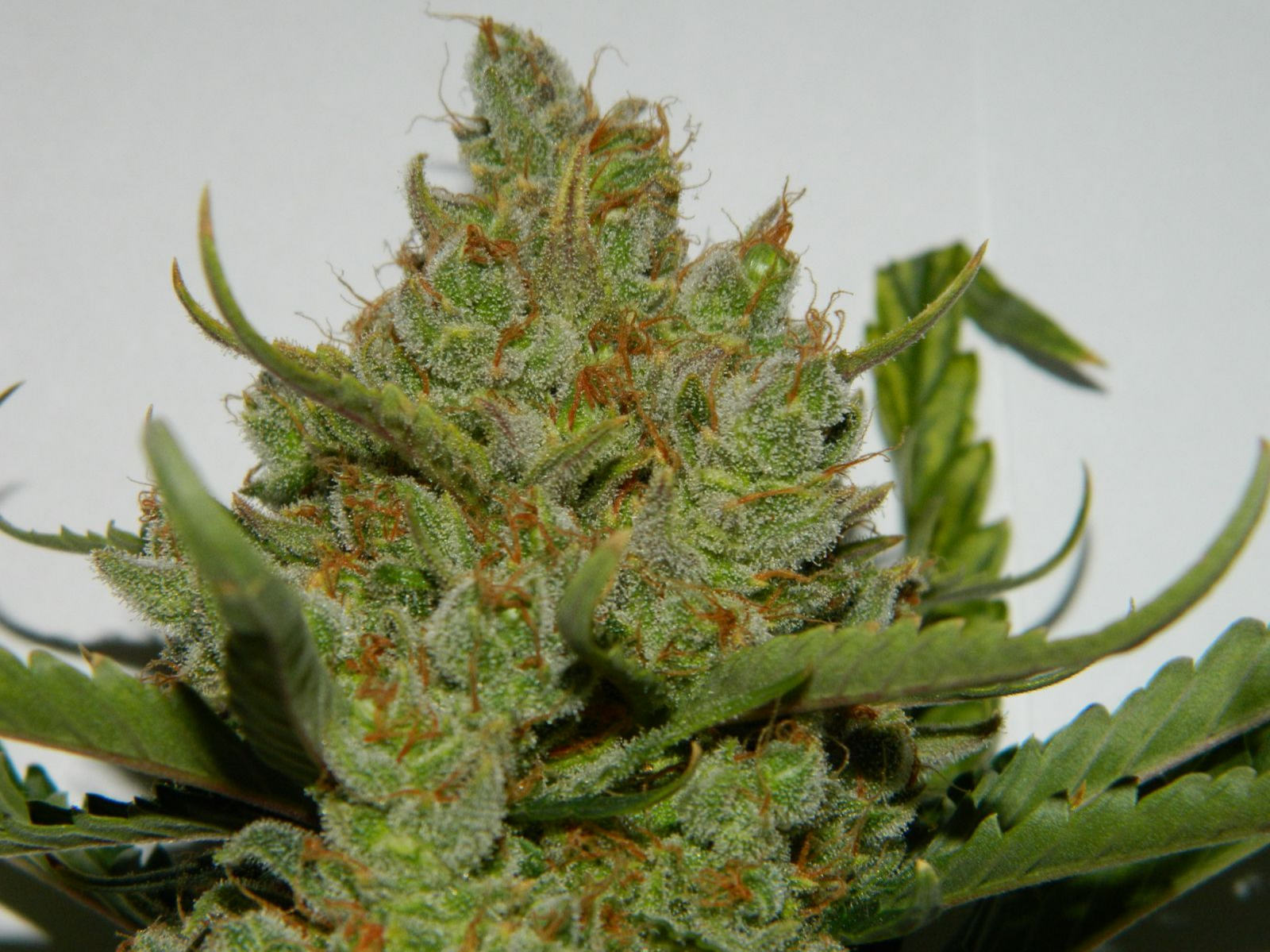 Green Crack Auto - Imagem 2