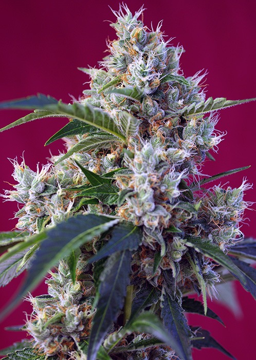 Sweet Indigo Berry Kush - Imagem 2