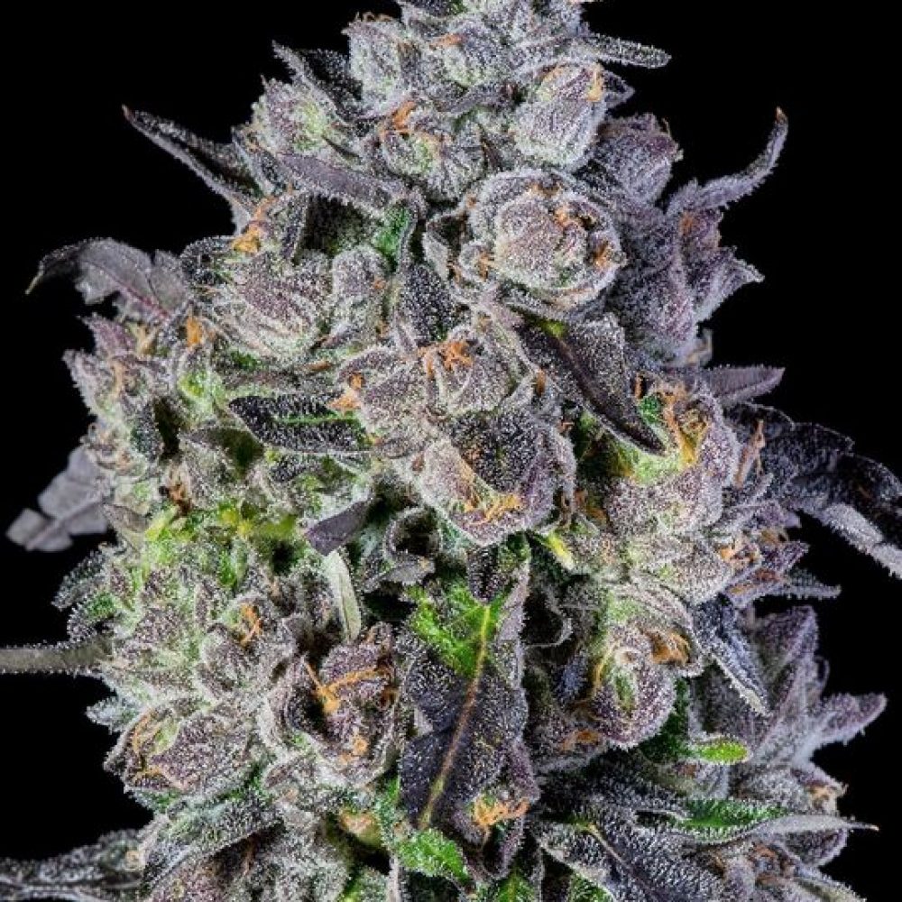 Baby Jokerz - Imagem 2