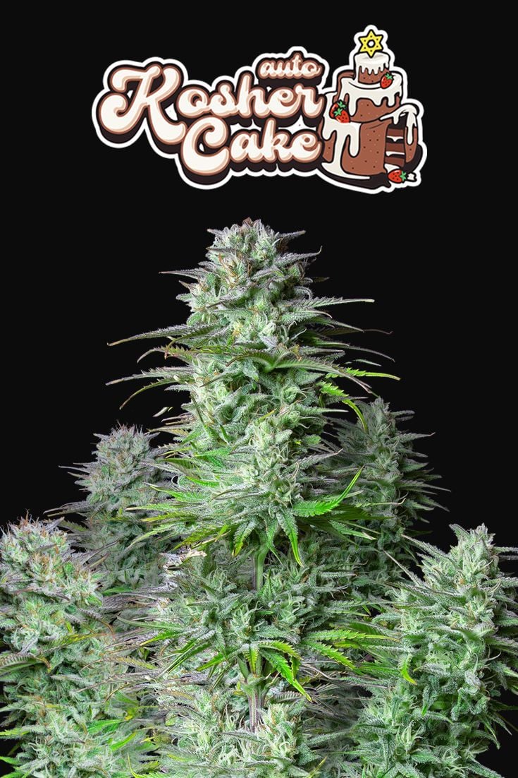 Kosher Cake Auto - Imagem 3