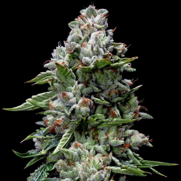 Kosher Kush - Imagem 2