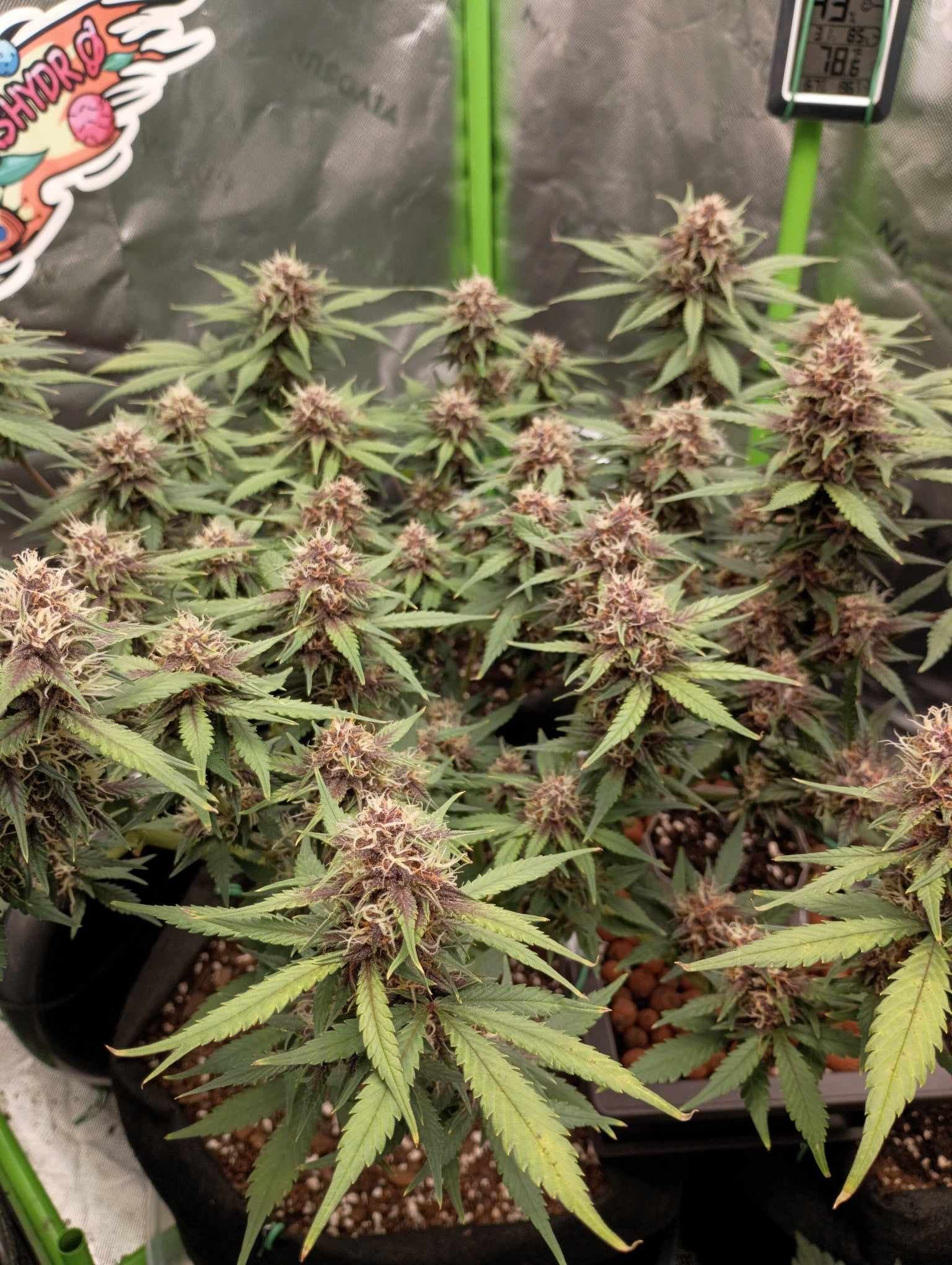 LSD-25 Auto - Imagem 3