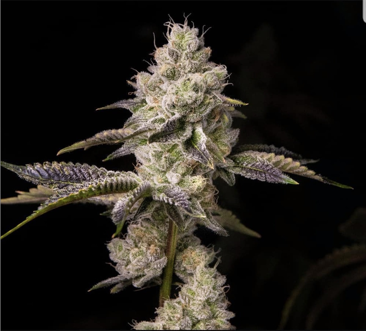 Orange Cake - Imagem 2