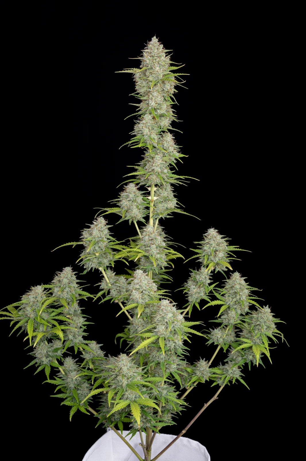 Orange Sherbet Auto - Imagem 4