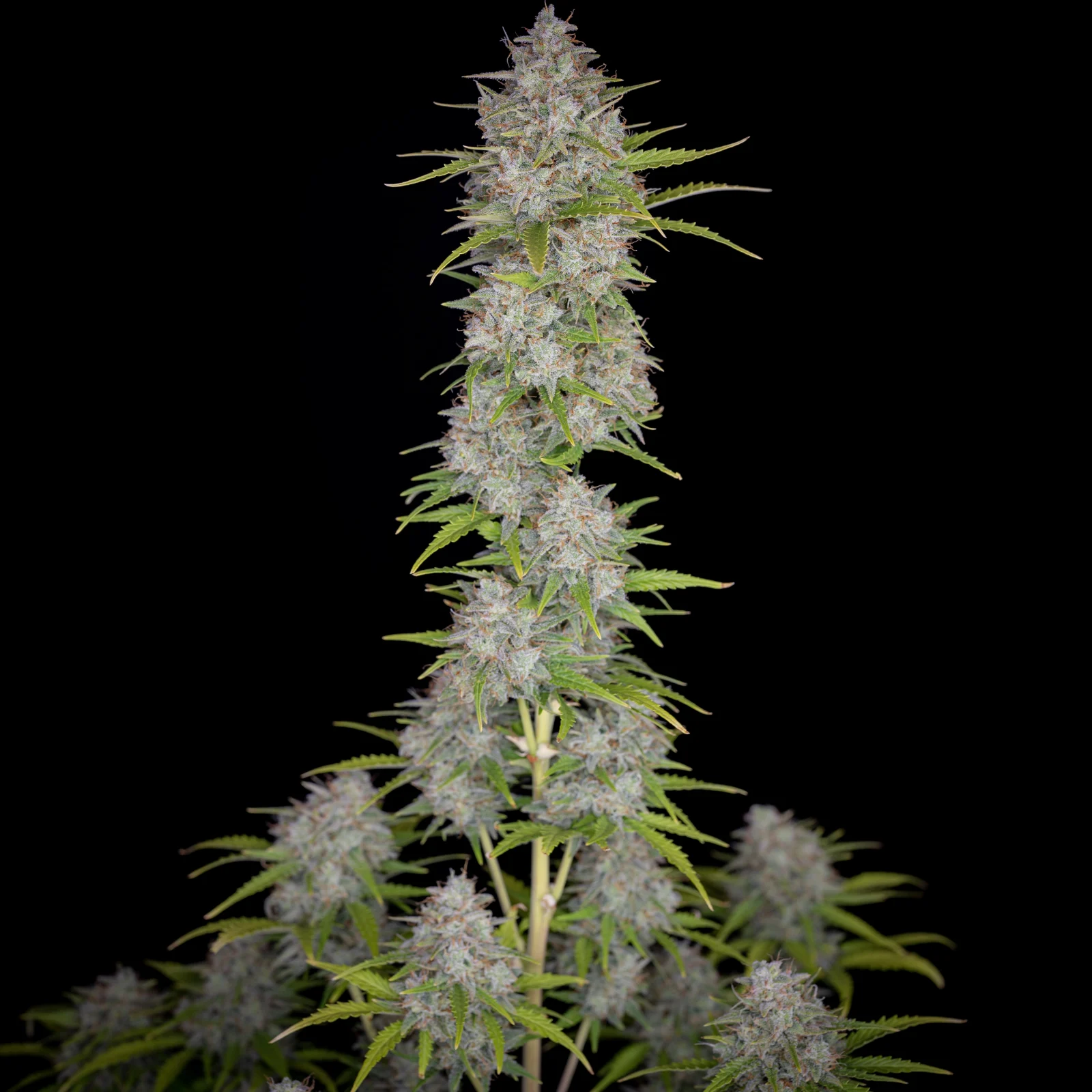 Orange Sherbet Auto - Imagem 3