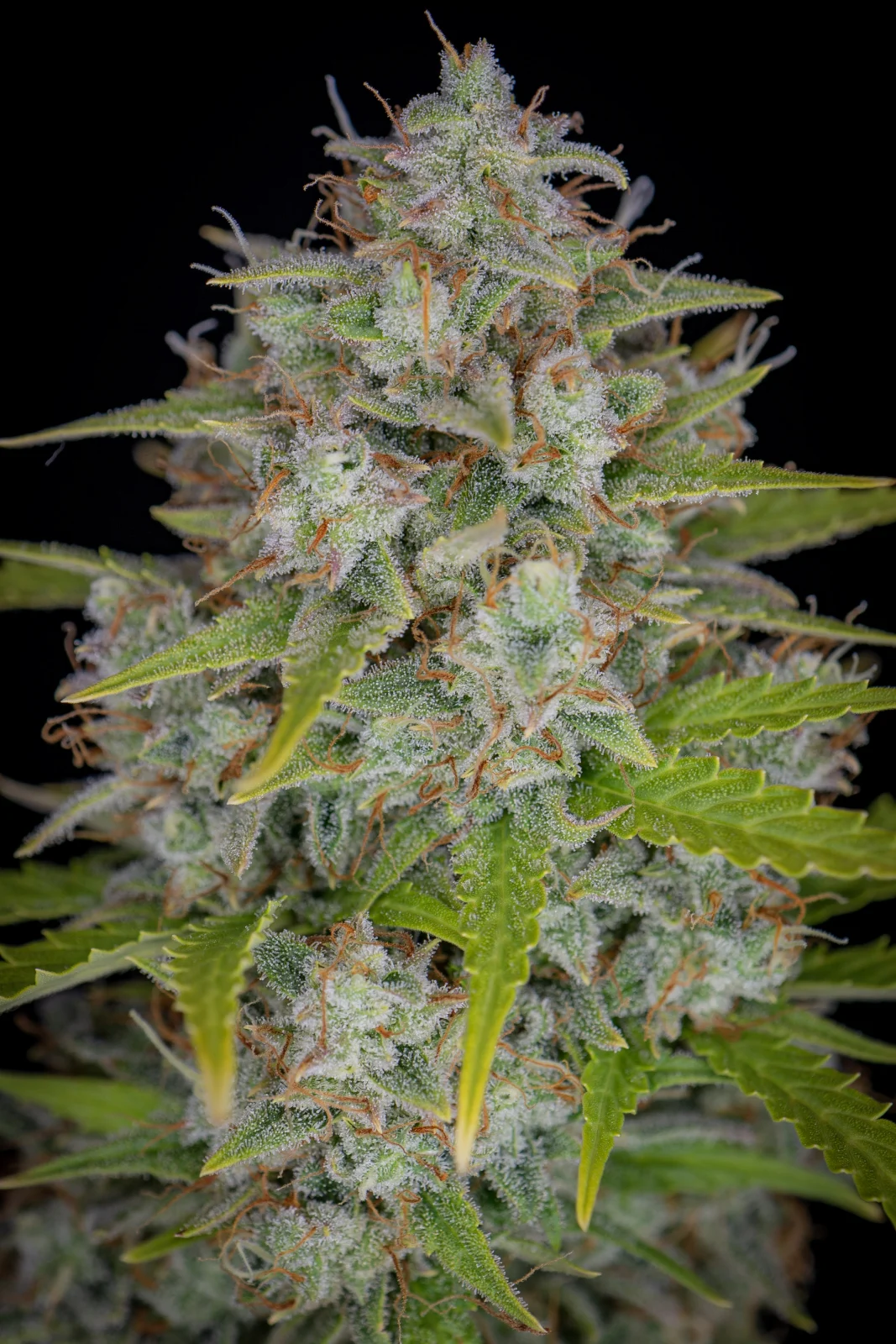 Orange Sherbet Auto - Imagem 2