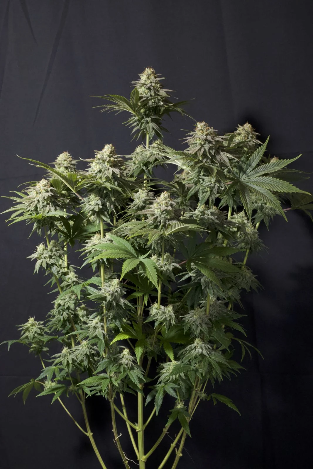 GG 4 Sherbet Faster Flowering - Imagem 2