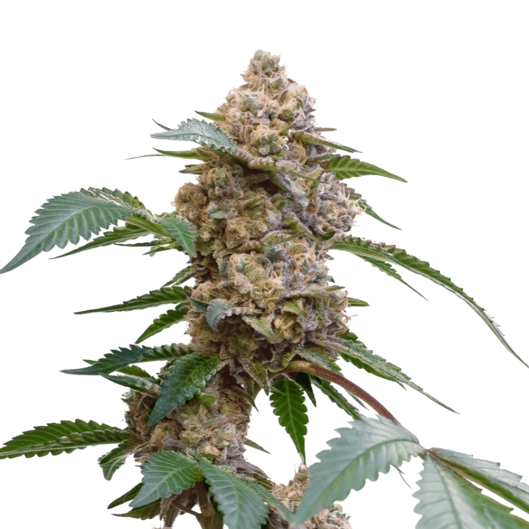 Pink Kush - Imagem 2