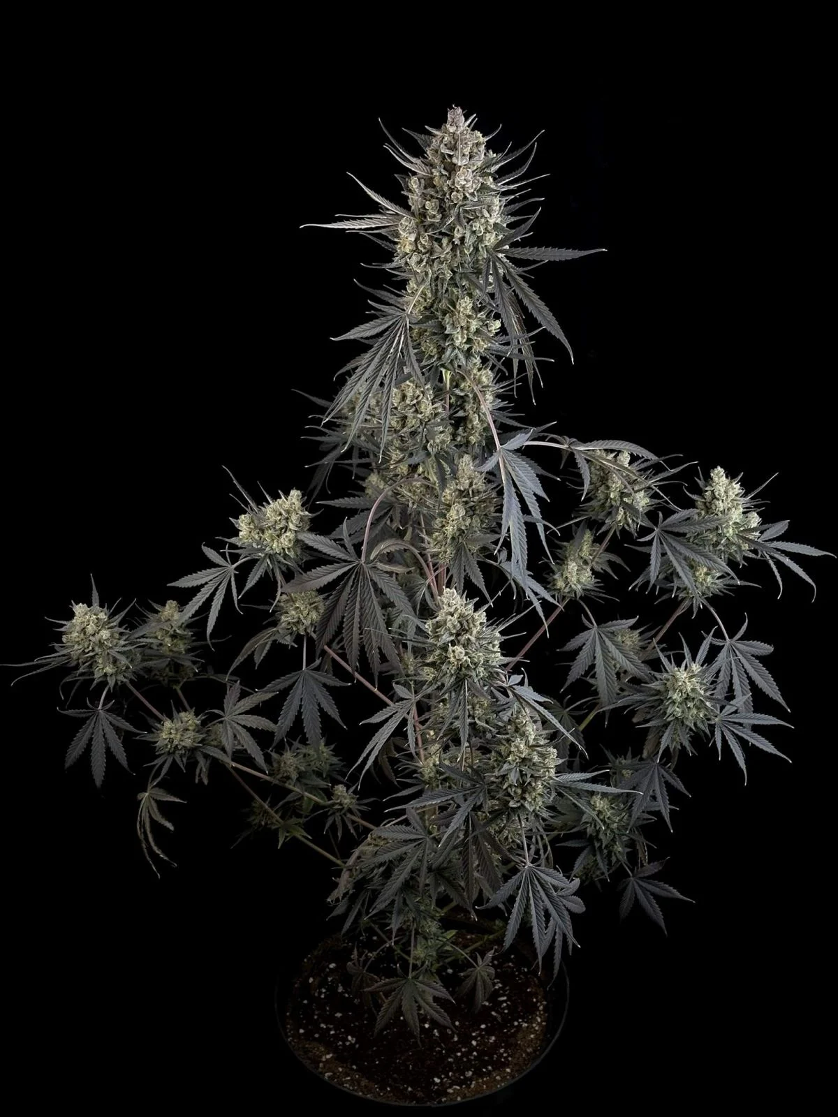 Pound Cake Auto - Imagem 4