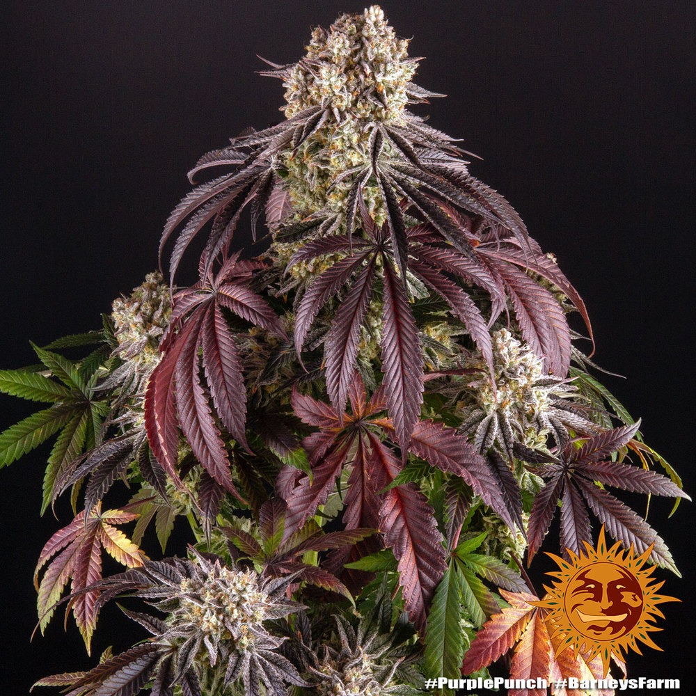 Purple Punch - Imagem 2
