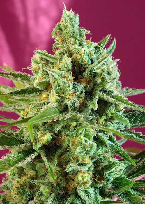 S.A.D. Sweet Afgani Delicious CBD - Imagem 2