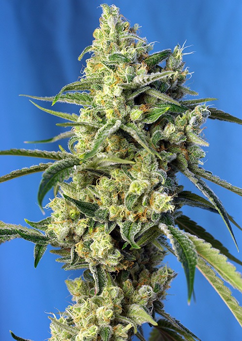 Sweet Amnesia Haze - Imagem 2