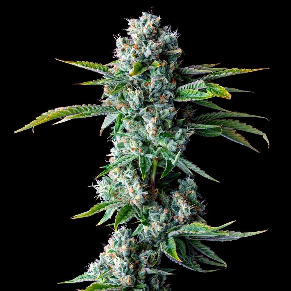 Skywalker Kush - Imagem 2