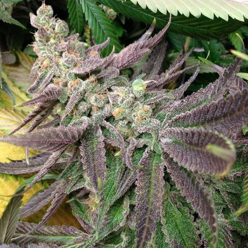 Strawberry Banana - Imagem 2