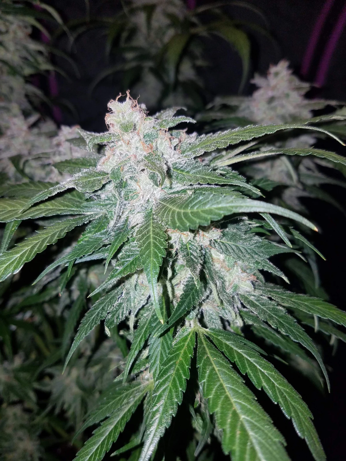 Tangie Auto - Imagem 2