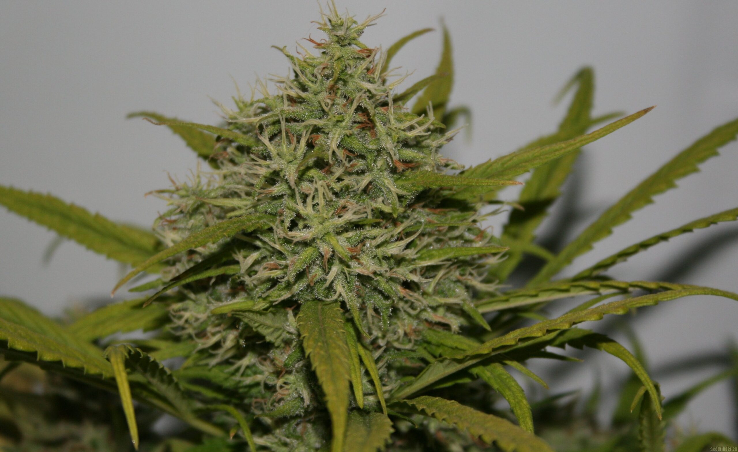 Amnesia H-PRO - Imagem 2