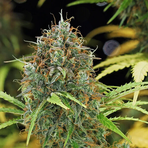 Amnesia Haze Auto - Imagem 2