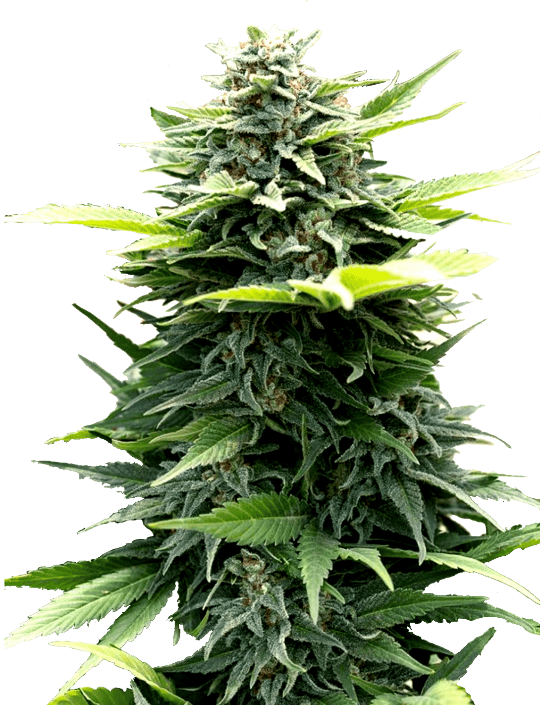 Amnesia H-PRO - Imagem 3