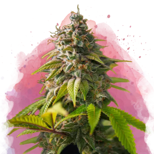 Amnesia Haze - Imagem 3