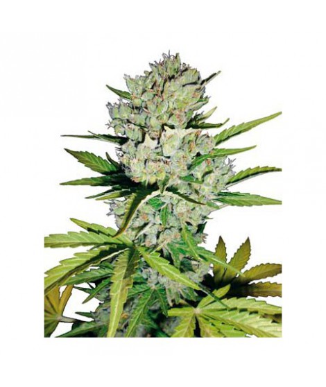 Maxiboom auto - Imagem 2