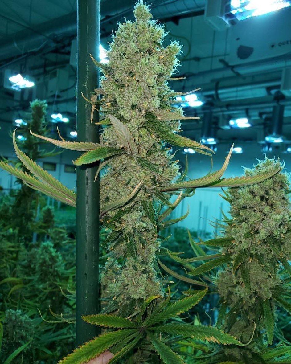 BANANA MUFIN - Imagem 2