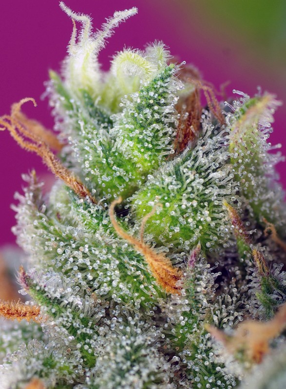Sweet Black Jack CBD - Imagem 2