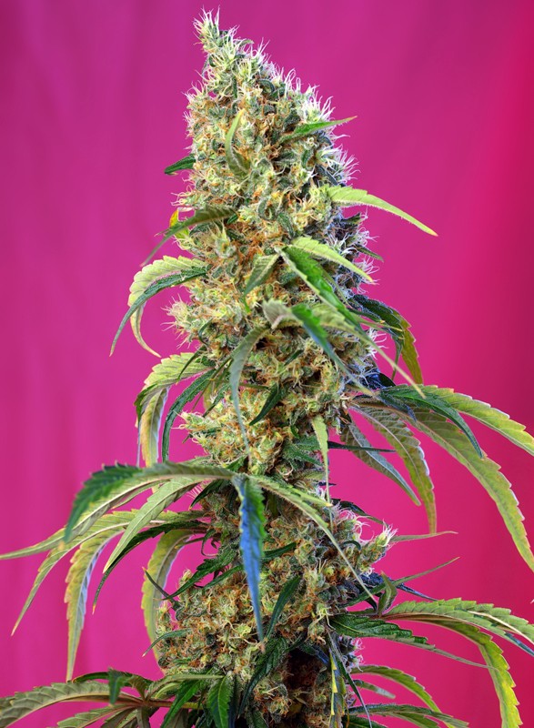 Sweet Black Jack CBD - Imagem 3