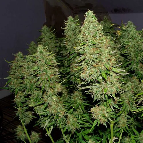 Blueberry Mazar Auto - Imagem 2