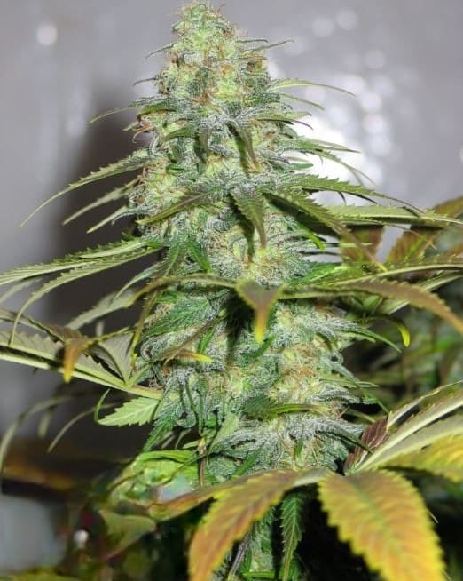 California Orange - Imagem 3